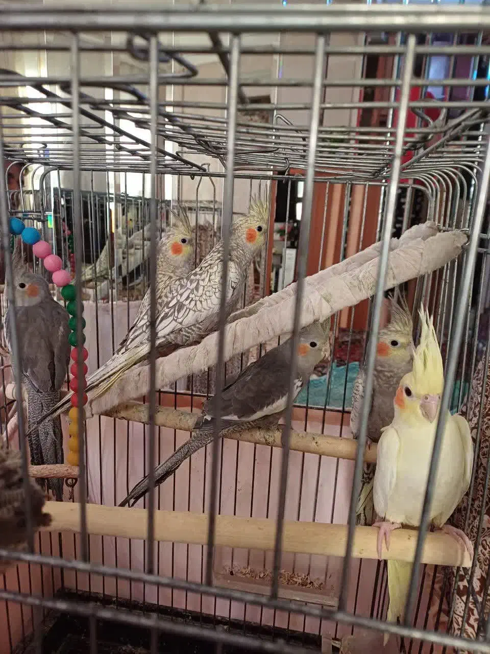 عروس هلندی|پرنده|مشهد, سمزقند|دیوار