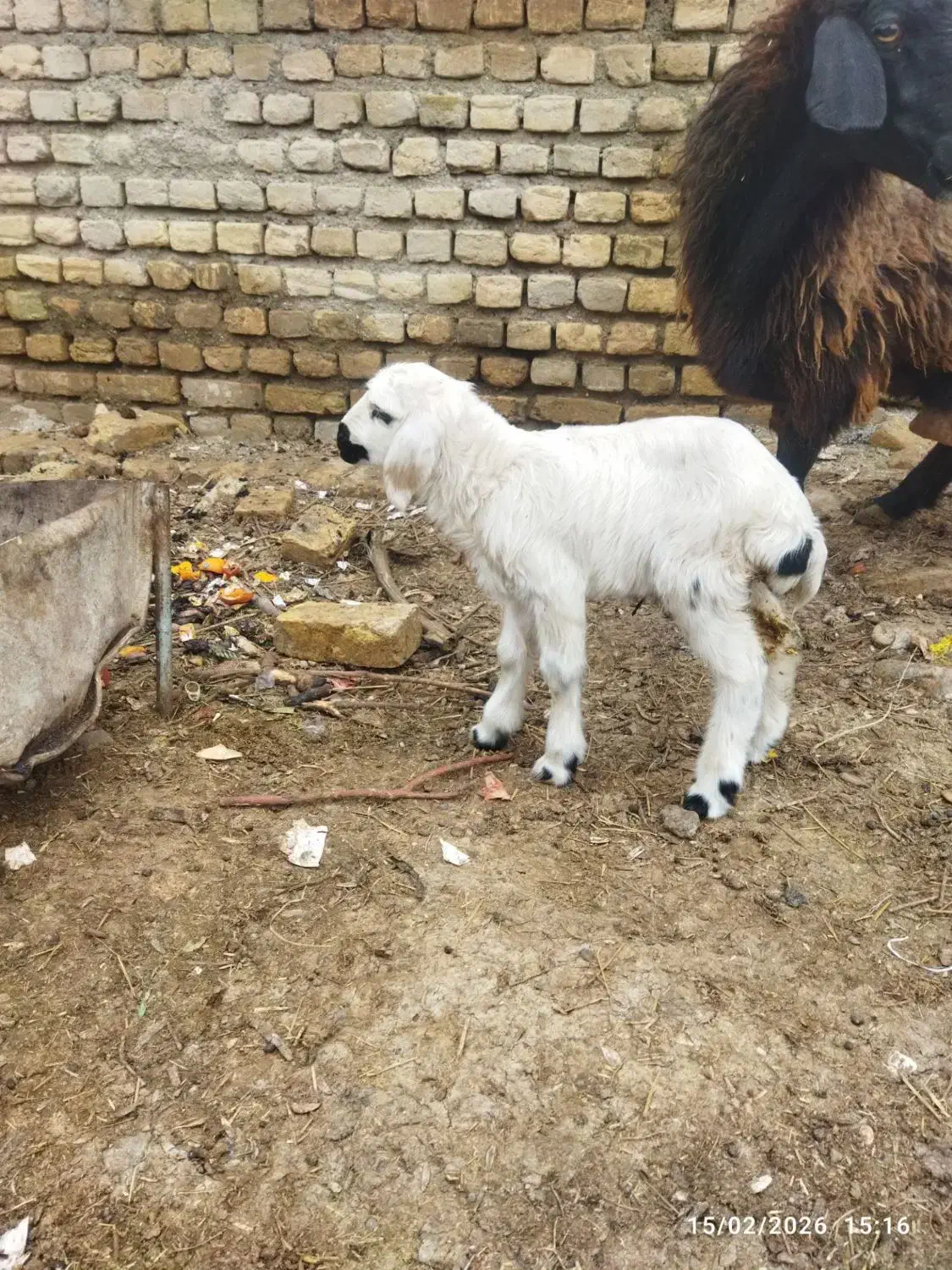 میش زاییده|حیوانات مزرعه|تربت‌حیدریه, منظر|دیوار