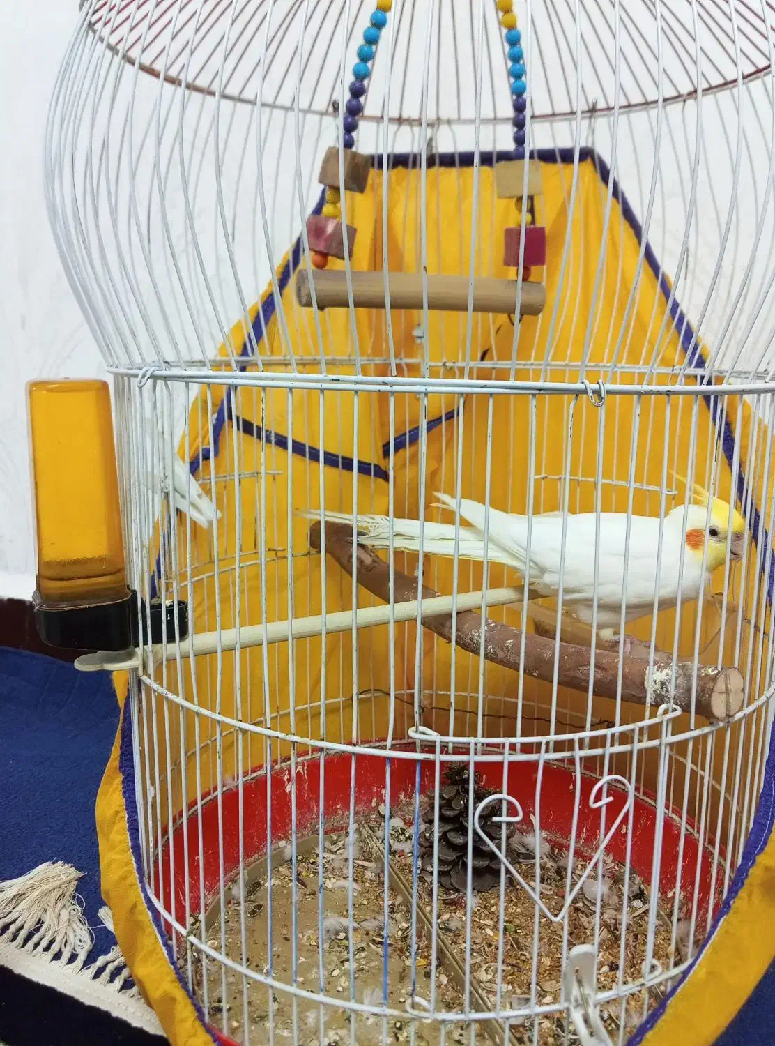 قفس پرنده|لوازم جانبی حیوانات|سوسنگرد, |دیوار