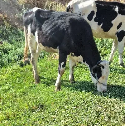 گوساله ماده سمینتال|حیوانات مزرعه|دهگلان, |دیوار