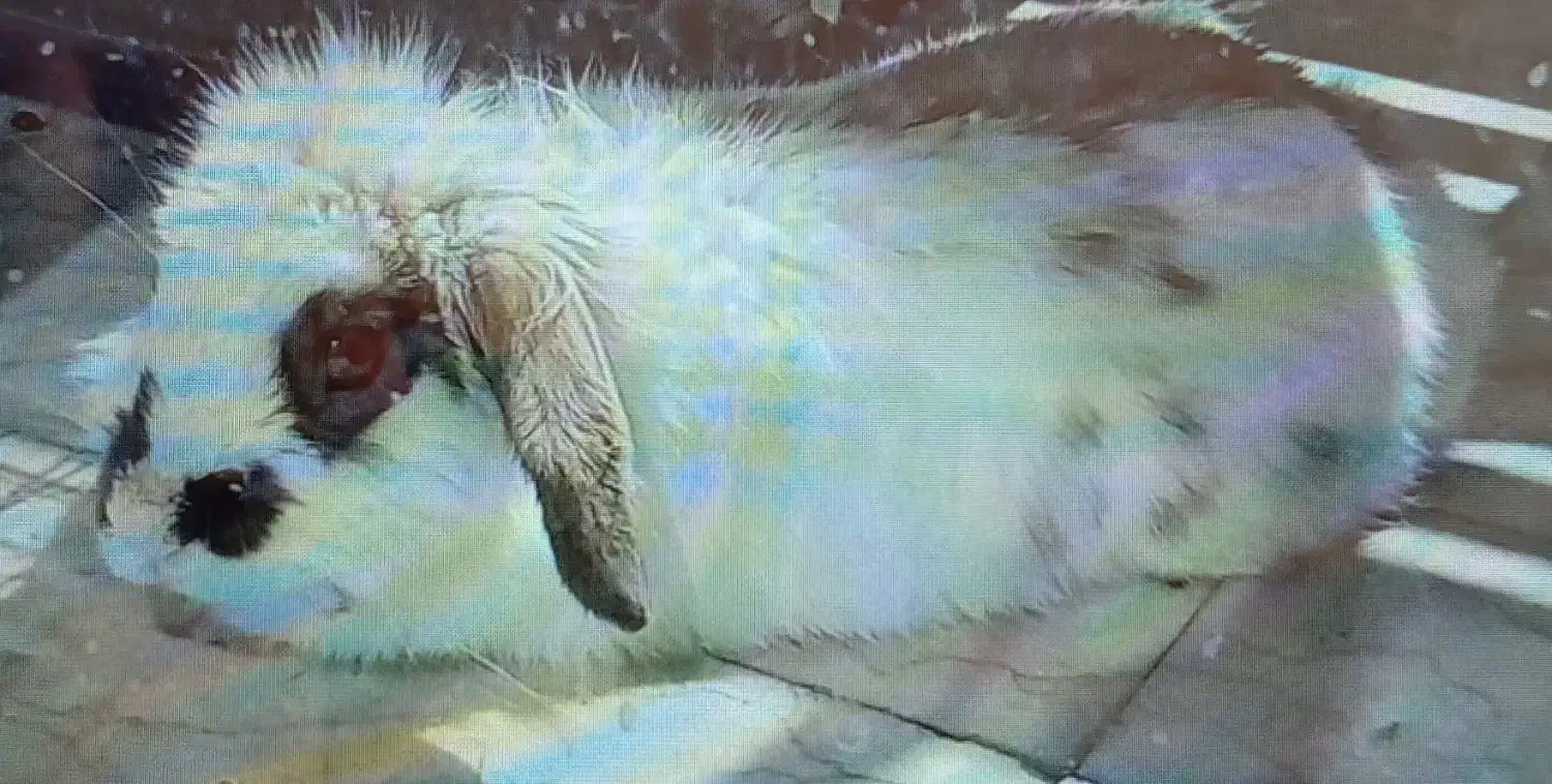 خرگوش لُپ|موش و خرگوش|قزوین, |دیوار