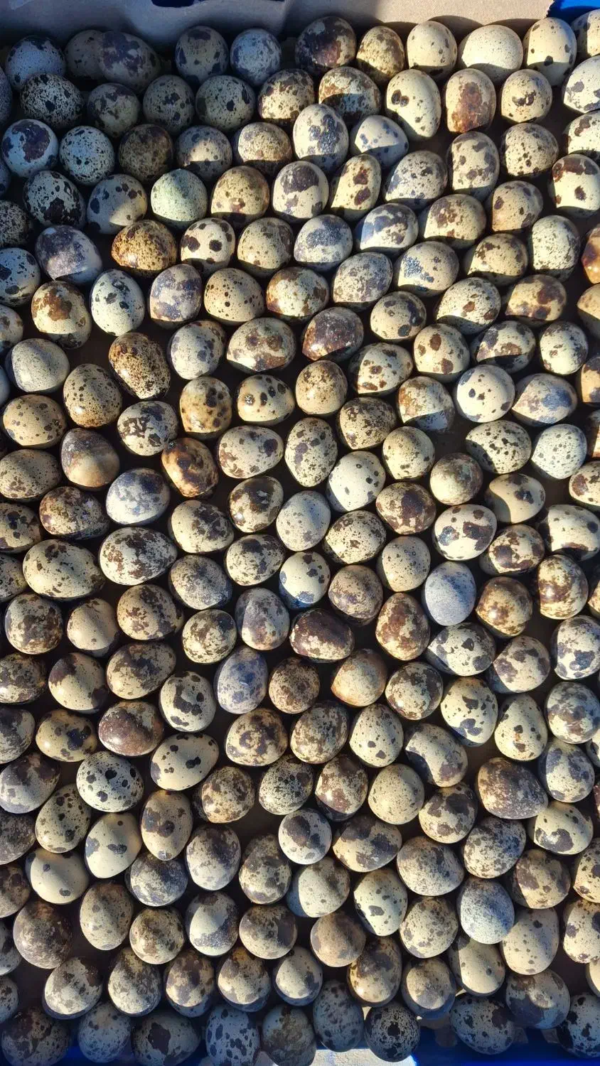 فروش تخم خوراکی بلدرچین|حیوانات مزرعه|قائم‌شهر, |دیوار