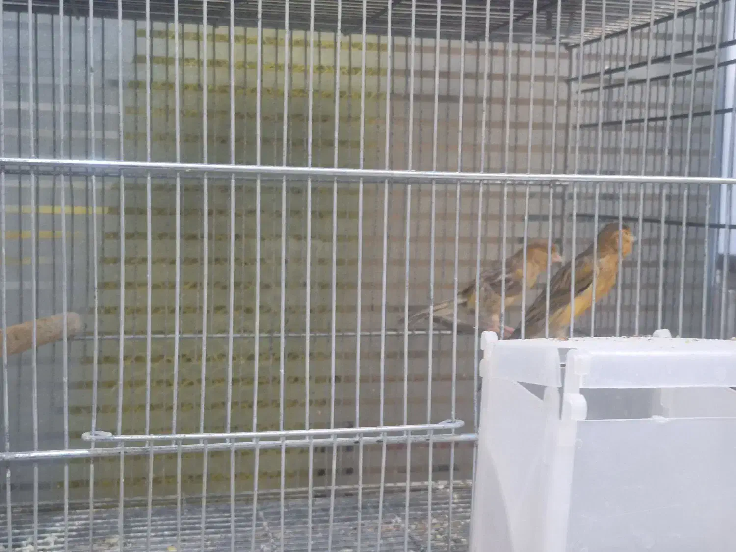 یک جفت قناری عروس هلندی جفت|پرنده|گنبد کاووس, |دیوار