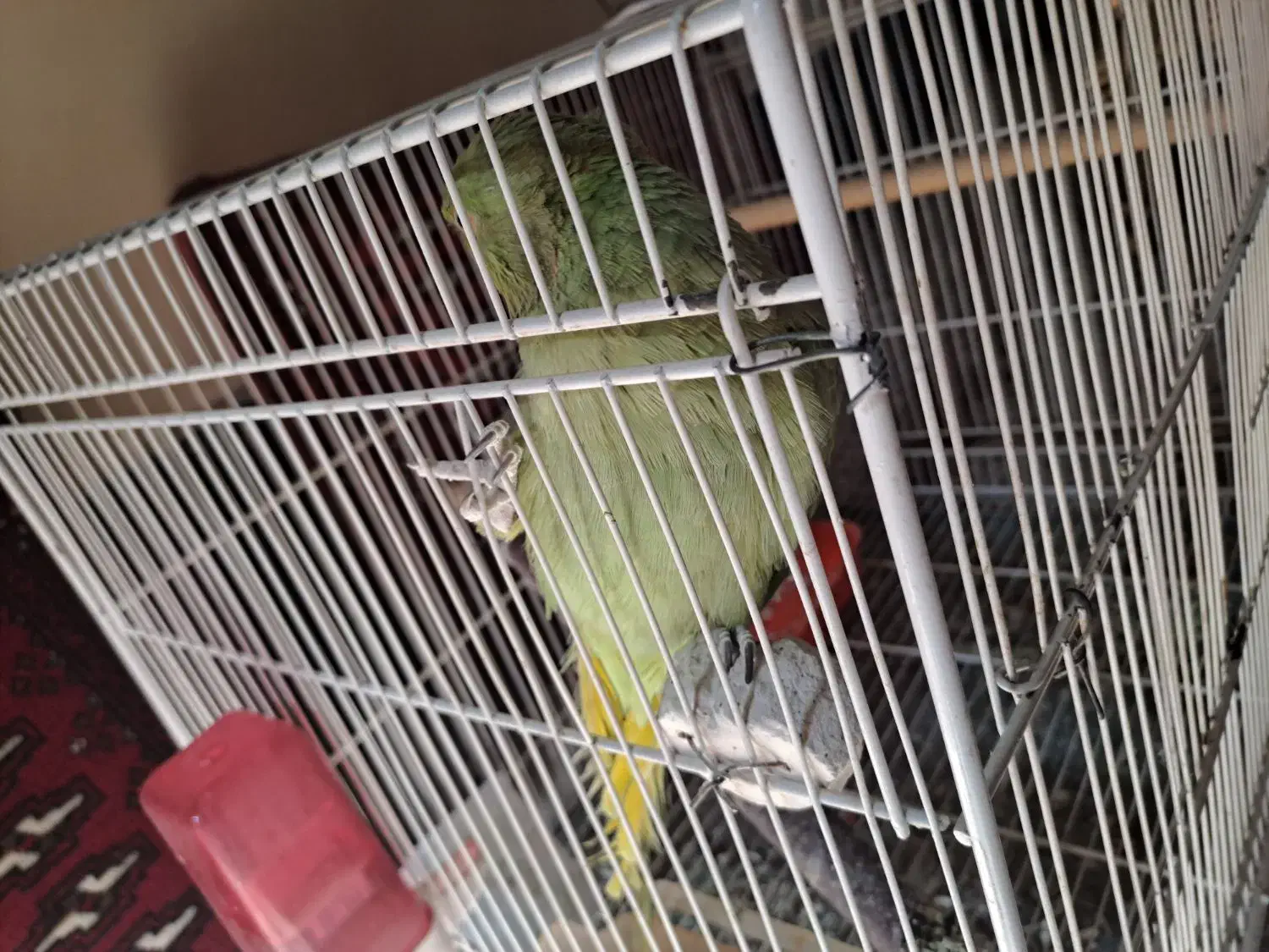 طوطی سخنگو|پرنده|بیرجند, |دیوار