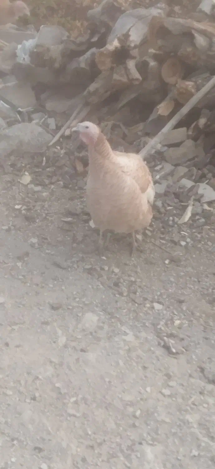 بوقلمون دوساله چاق|حیوانات مزرعه|بانه, |دیوار