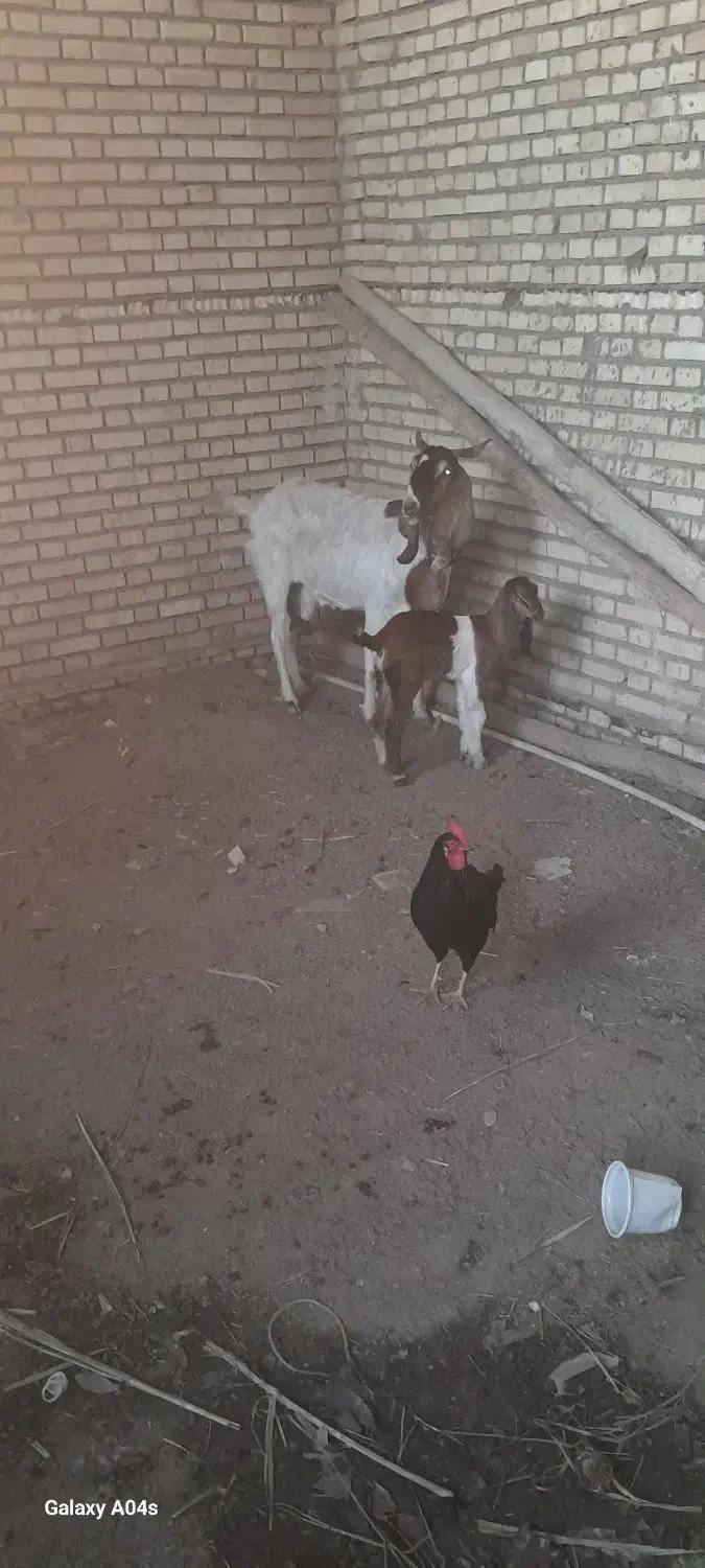 بز درشادگان|حیوانات مزرعه|شادگان, |دیوار