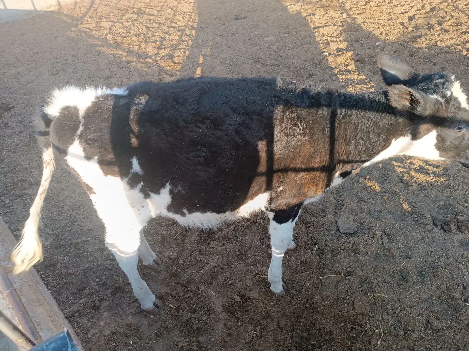 گوساله ماده سیمینتال|حیوانات مزرعه|کاشمر, |دیوار