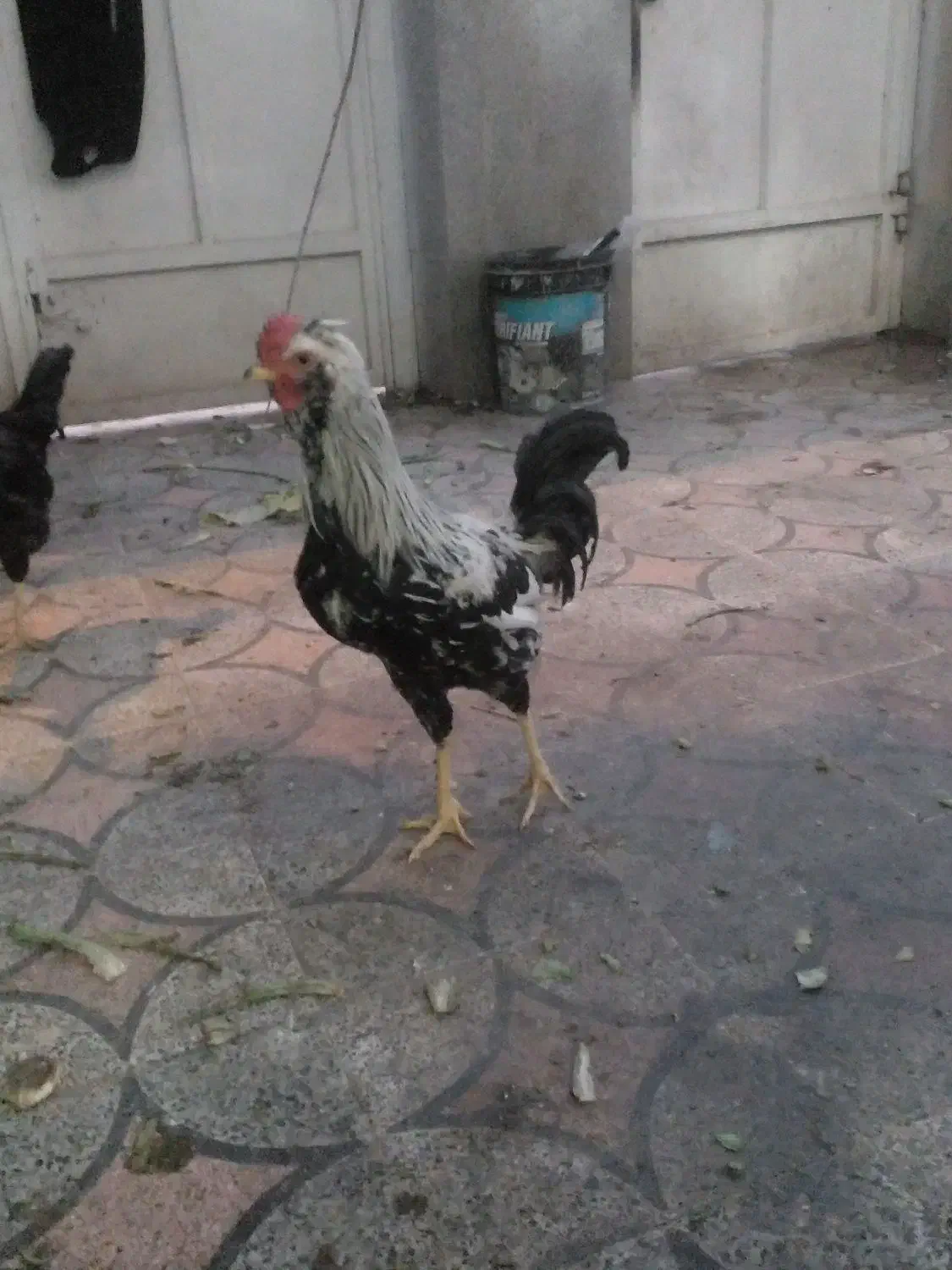 فروشی|حیوانات مزرعه|شیراز, گویم|دیوار