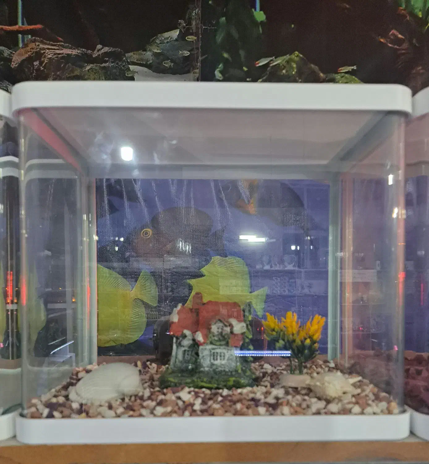 شیشه خم شرکتی دکور شده AQUA SEYF ماهی/آکواریوم|ماهی|زنجان, |دیوار