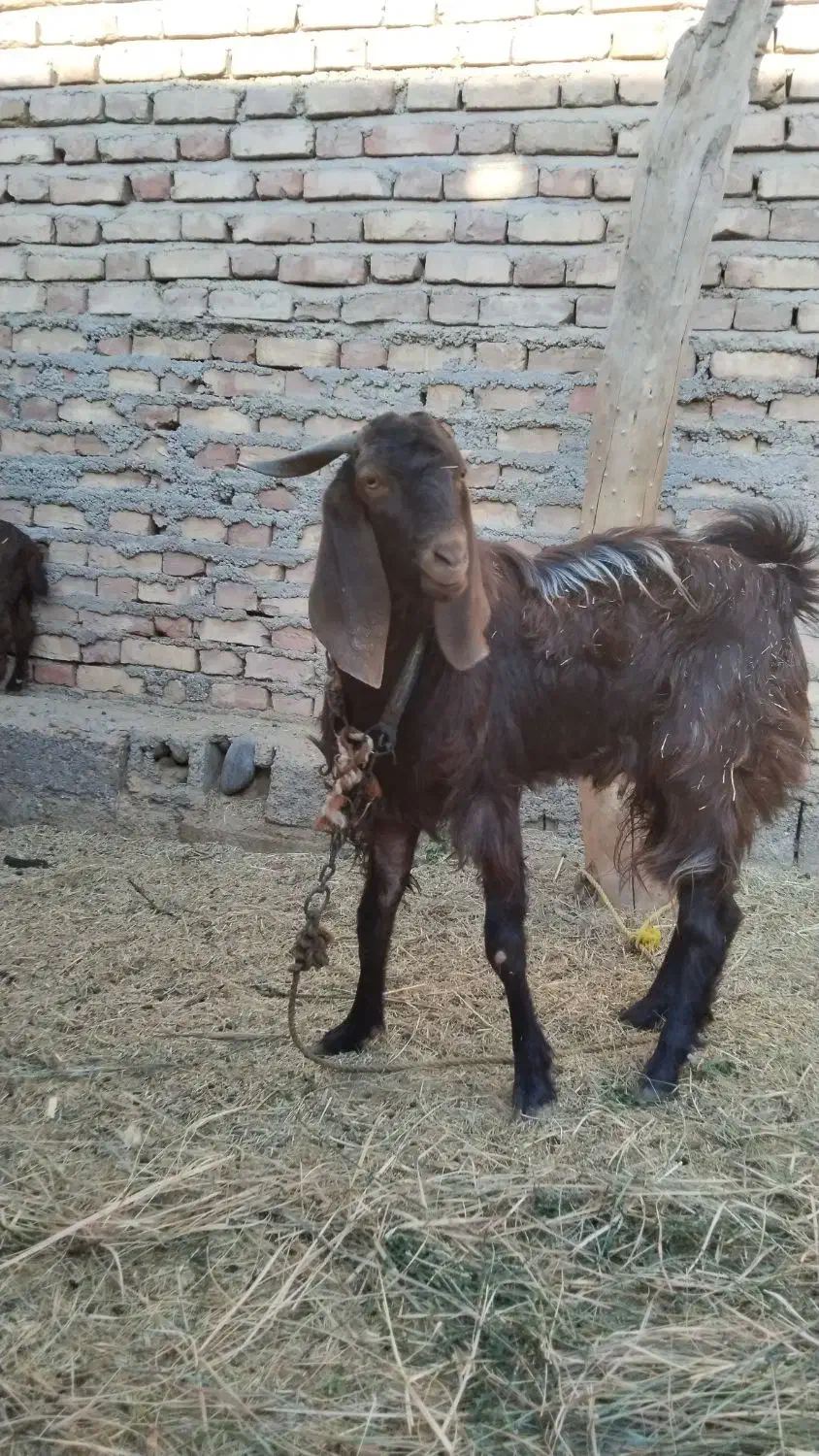 نری چاق سرحال|حیوانات مزرعه|جیرفت, |دیوار