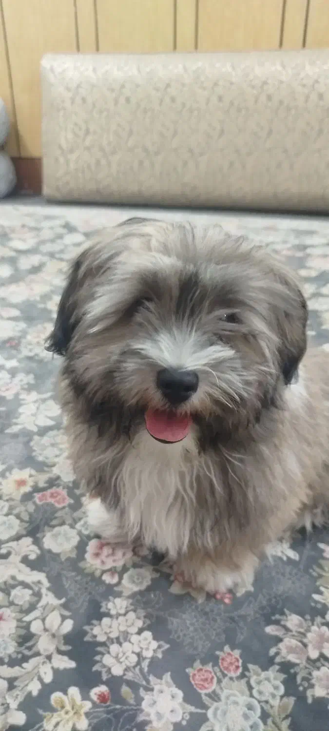 سگ بازیگوش|سگ|دزفول, |دیوار