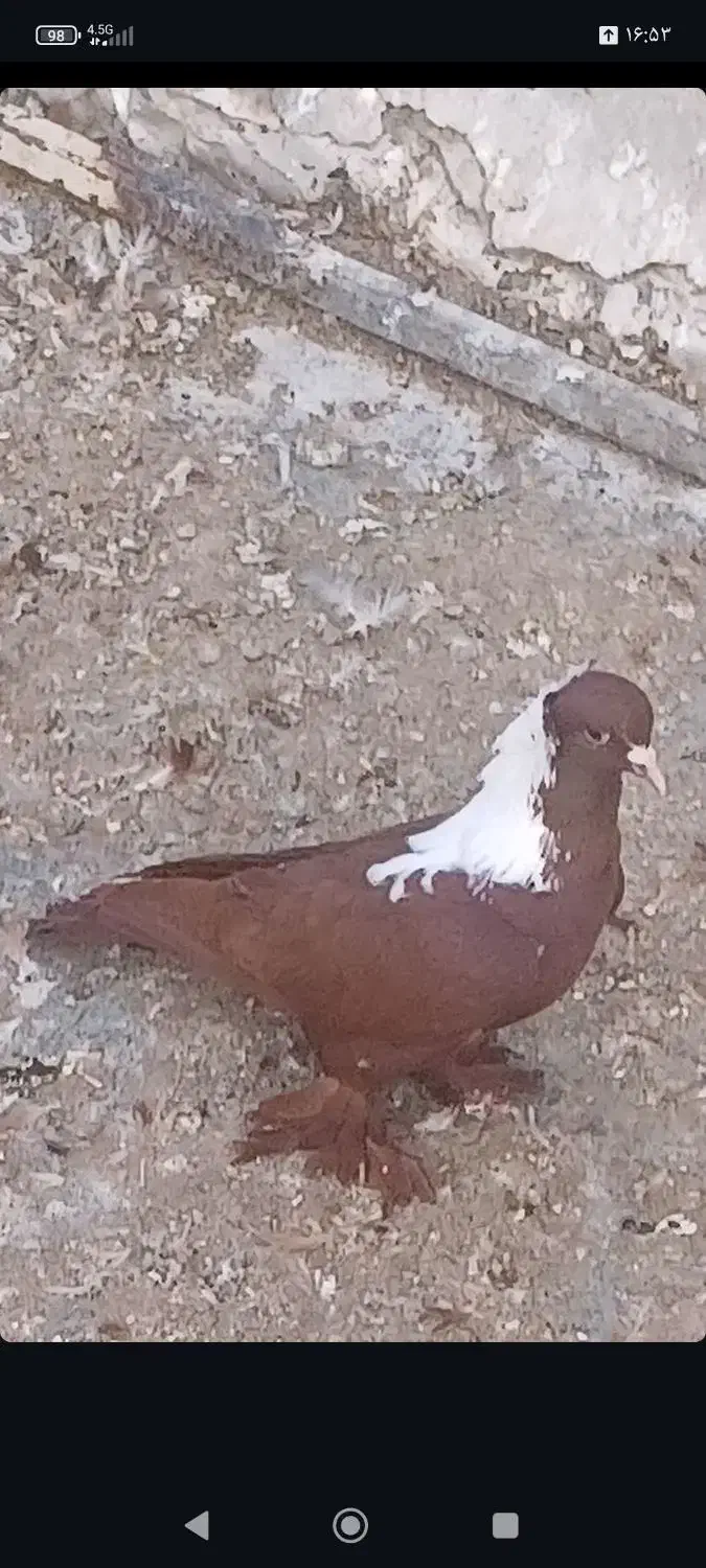 ککیلی|پرنده|اردبیل, |دیوار