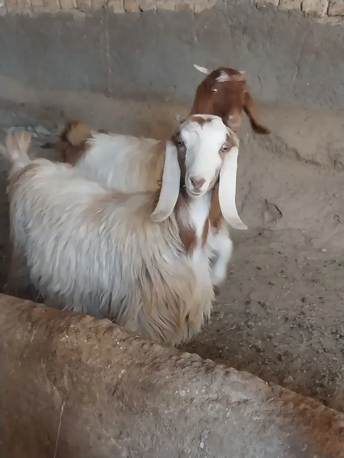 بزغاله|حیوانات مزرعه|شراء, |دیوار