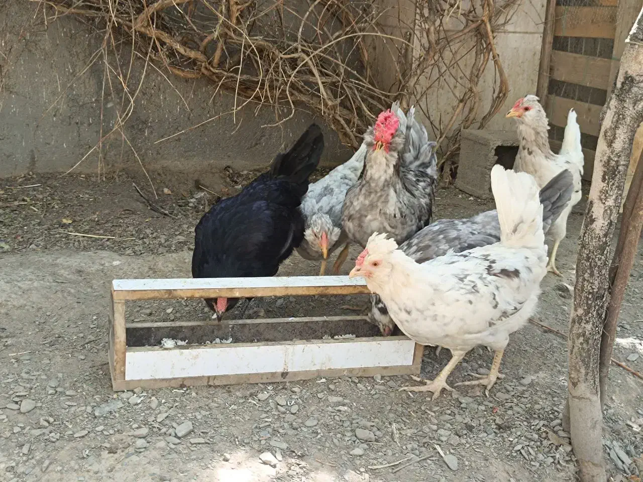 تخم نطفه دار گلین طوسی و خال دار|حیوانات مزرعه|مشهد, موسوی قوچانی|دیوار