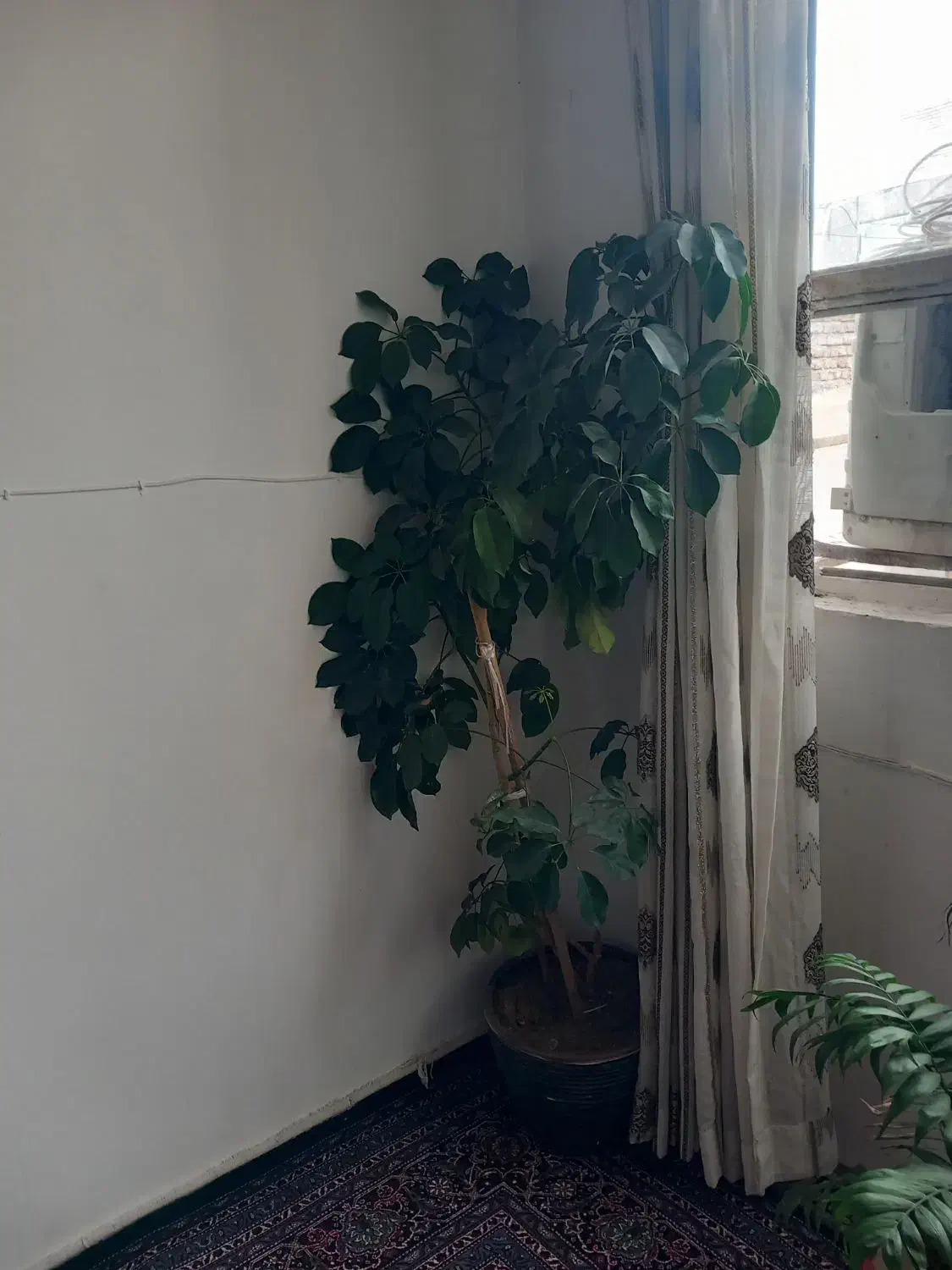 گل پنجه گربه ی|گل و گیاه طبیعی|دهگلان, |دیوار