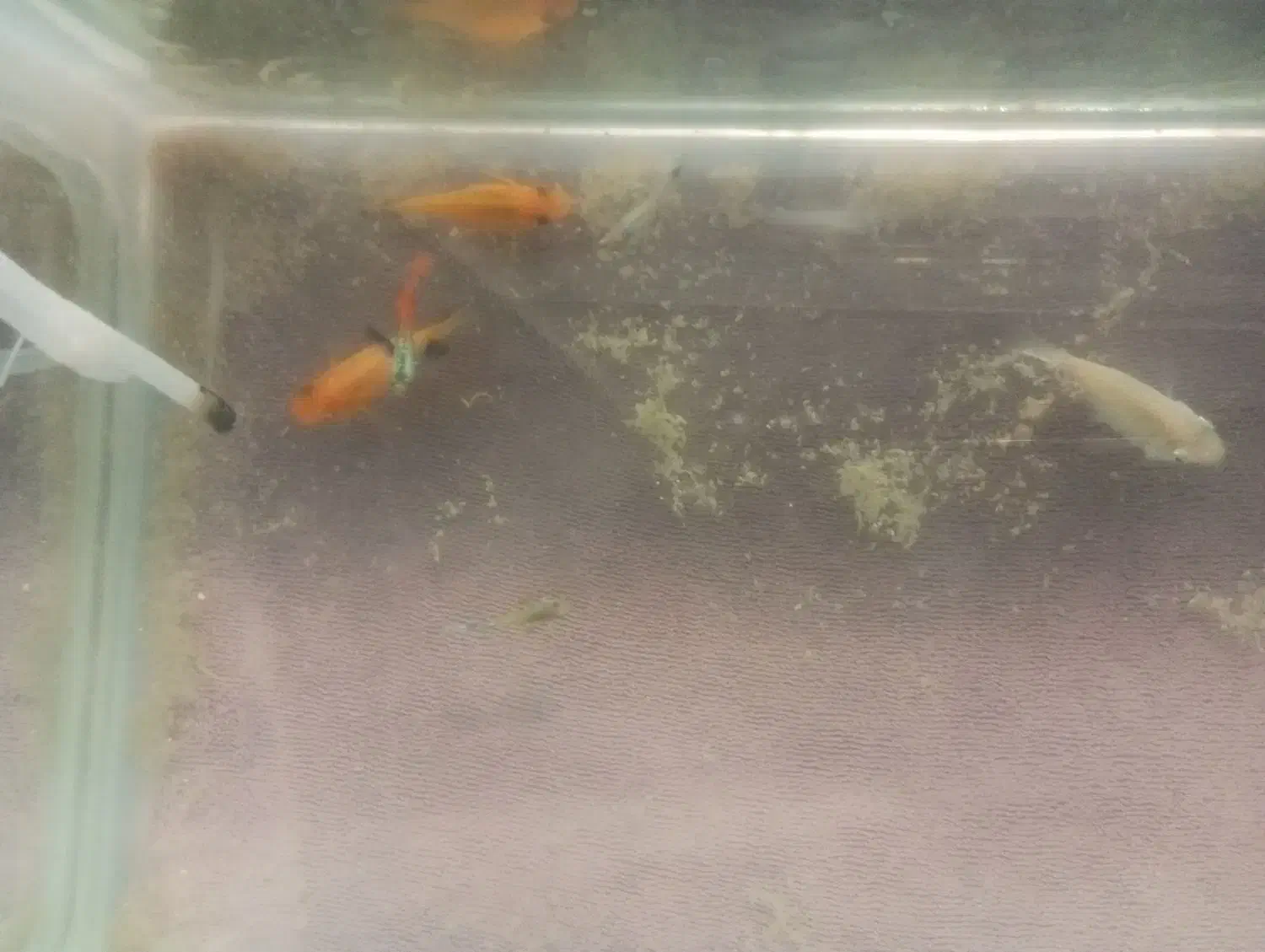 ماهی|ماهی|تربت‌حیدریه, کاشانی|دیوار