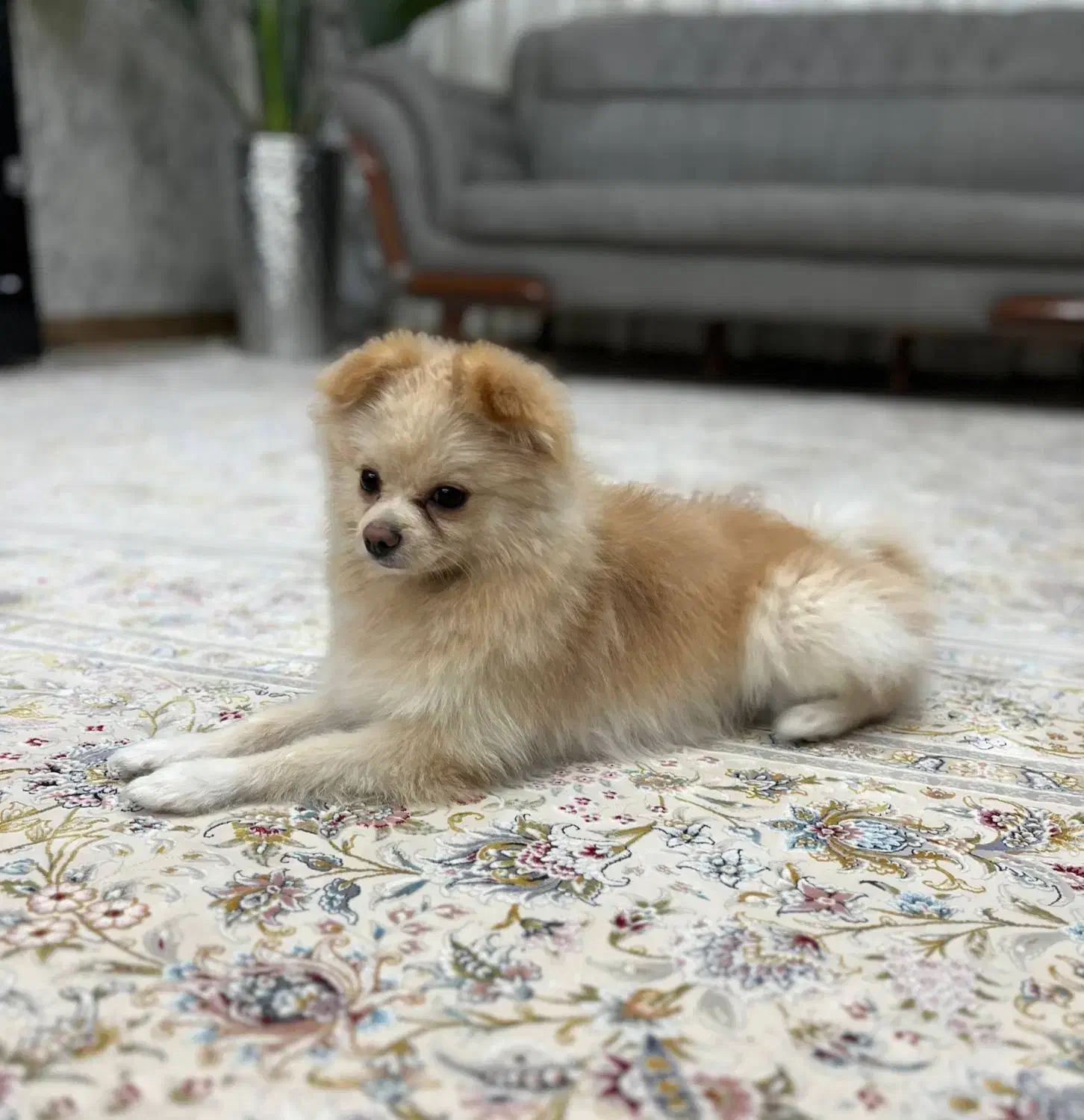 سگ پامر|سگ|فردیس, شهرک سپاه|دیوار