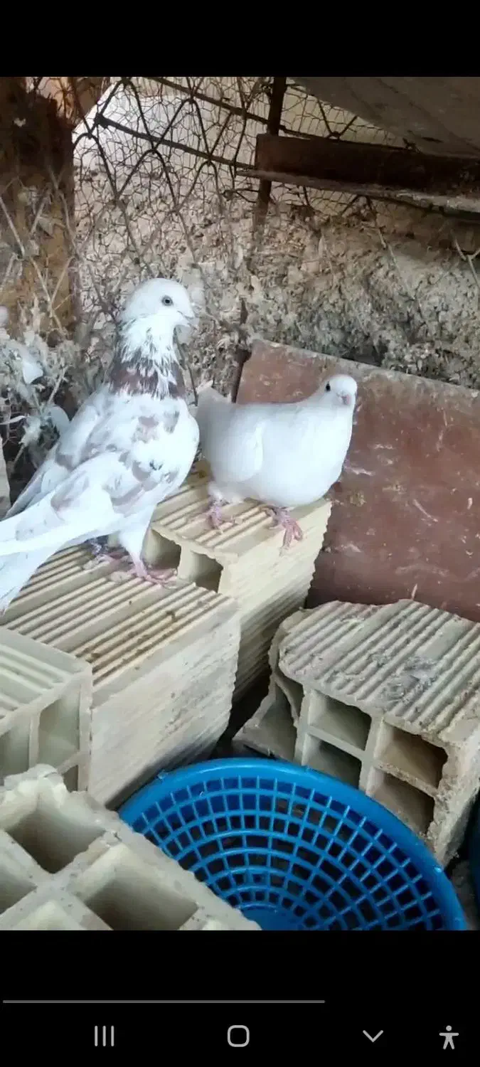 کبوتر|پرنده|بافق, |دیوار