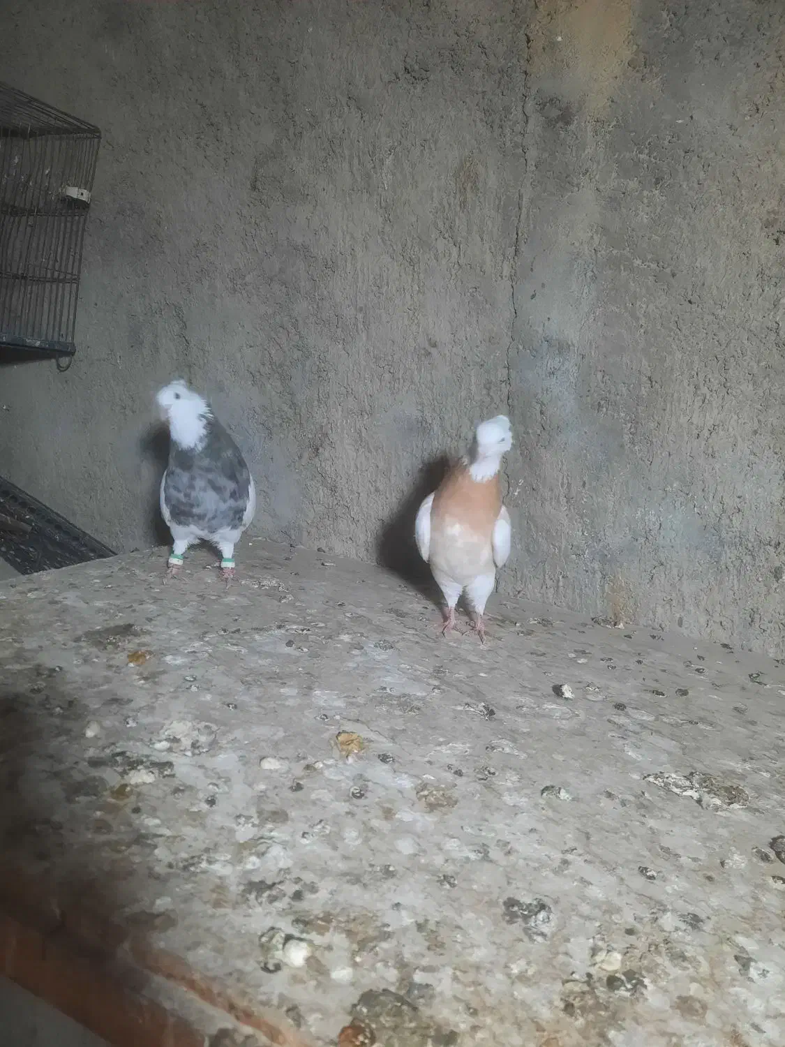 جفت طوقی نرماده|پرنده|گلستان (تهران), |دیوار