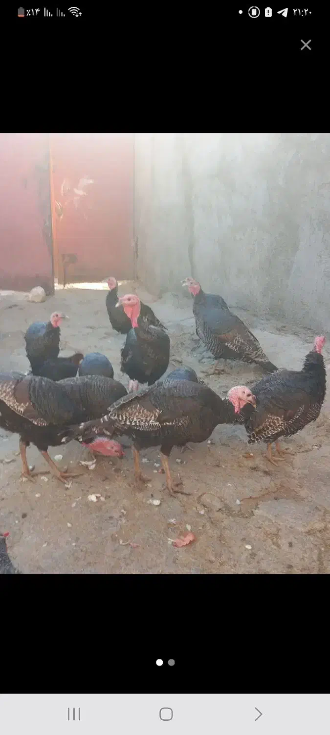 بوقلمون برنز ارگانیک|حیوانات مزرعه|مهریز, |دیوار