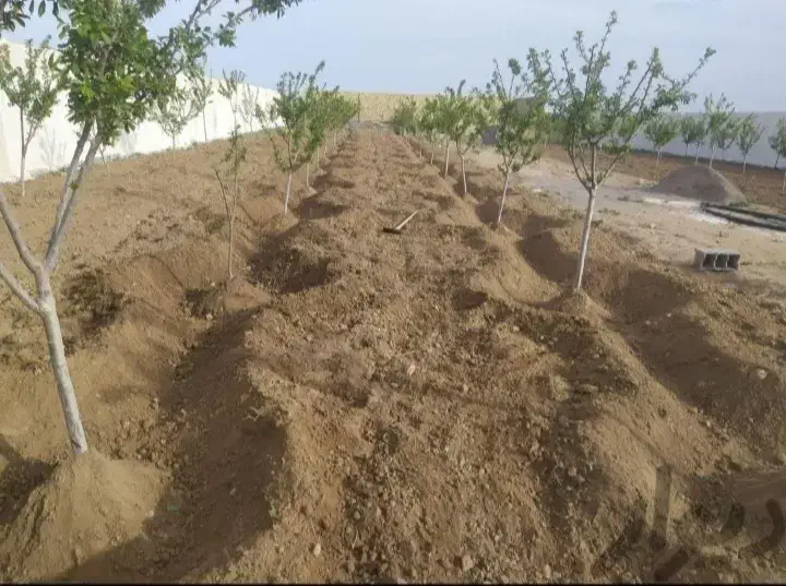 باغبانی سمپاشی هرس کاری تیلرزدن باغها در سراسرمشهد|خدمات باغبانی و درختکاری|مشهد, وکیلآباد|دیوار