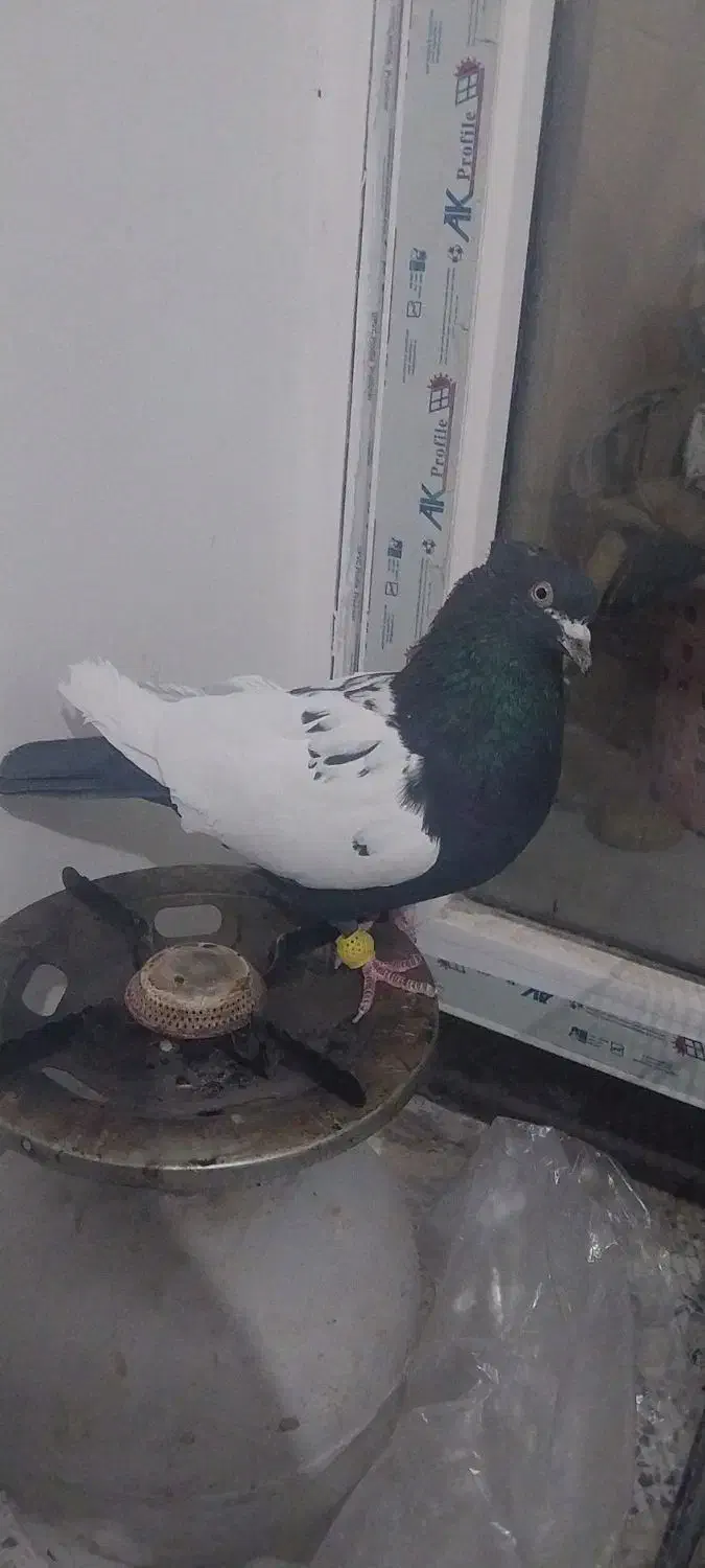 پرنده رنگی|پرنده|فولادشهر, مسکن مهر فولادشهر|دیوار