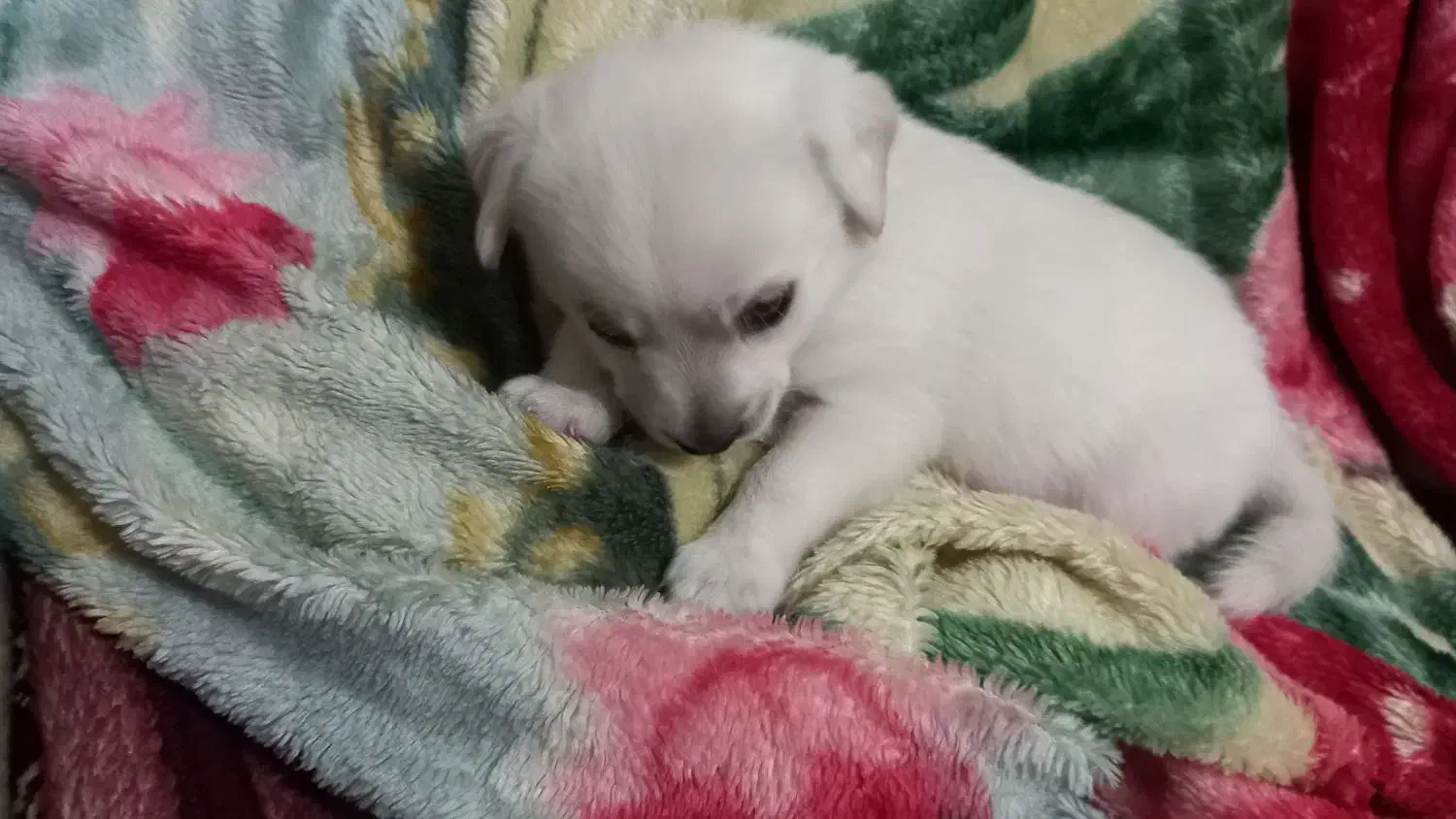 سگ پاکوتاه|سگ|تهران, جوادیه تهرانپارس|دیوار