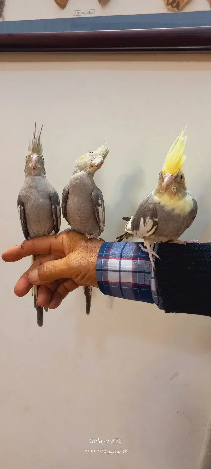 عروس هلندی دستی ابلغ و خاکستری|پرنده|مشهد, شهید قربانی|دیوار