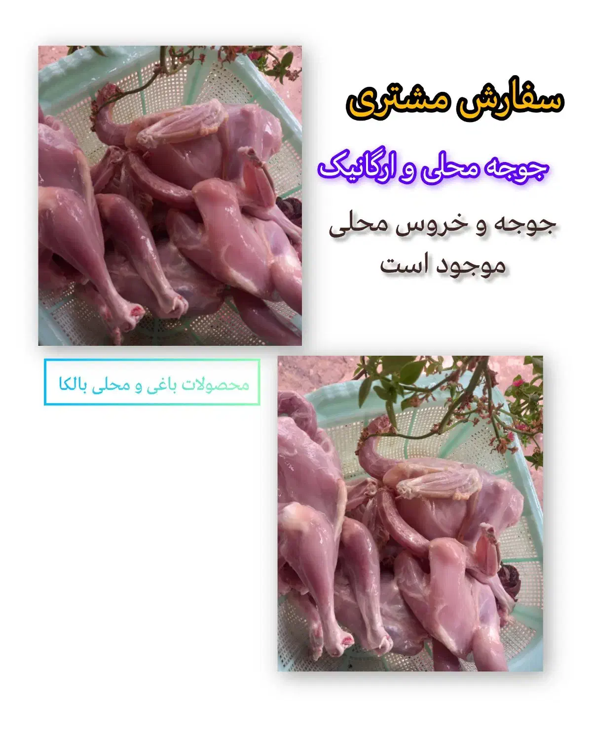 جوجه محلی|حیوانات مزرعه|رشت, حومه رشت|دیوار
