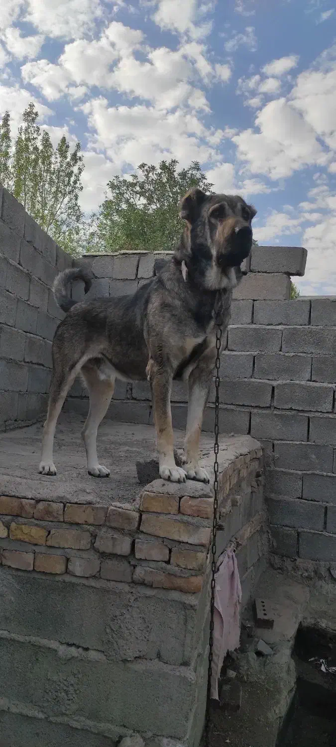 سگ عراقی|سگ|صوفیان, |دیوار