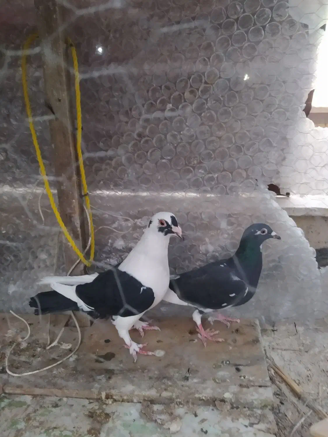 کفتر|پرنده|شیراز, کوزه گری|دیوار