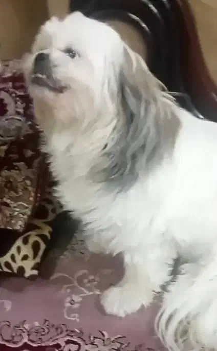 گمشده|سگ|اصفهان, اشکاوند|دیوار