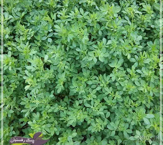 یونجه|عمده‌فروشی|دیواندره, |دیوار