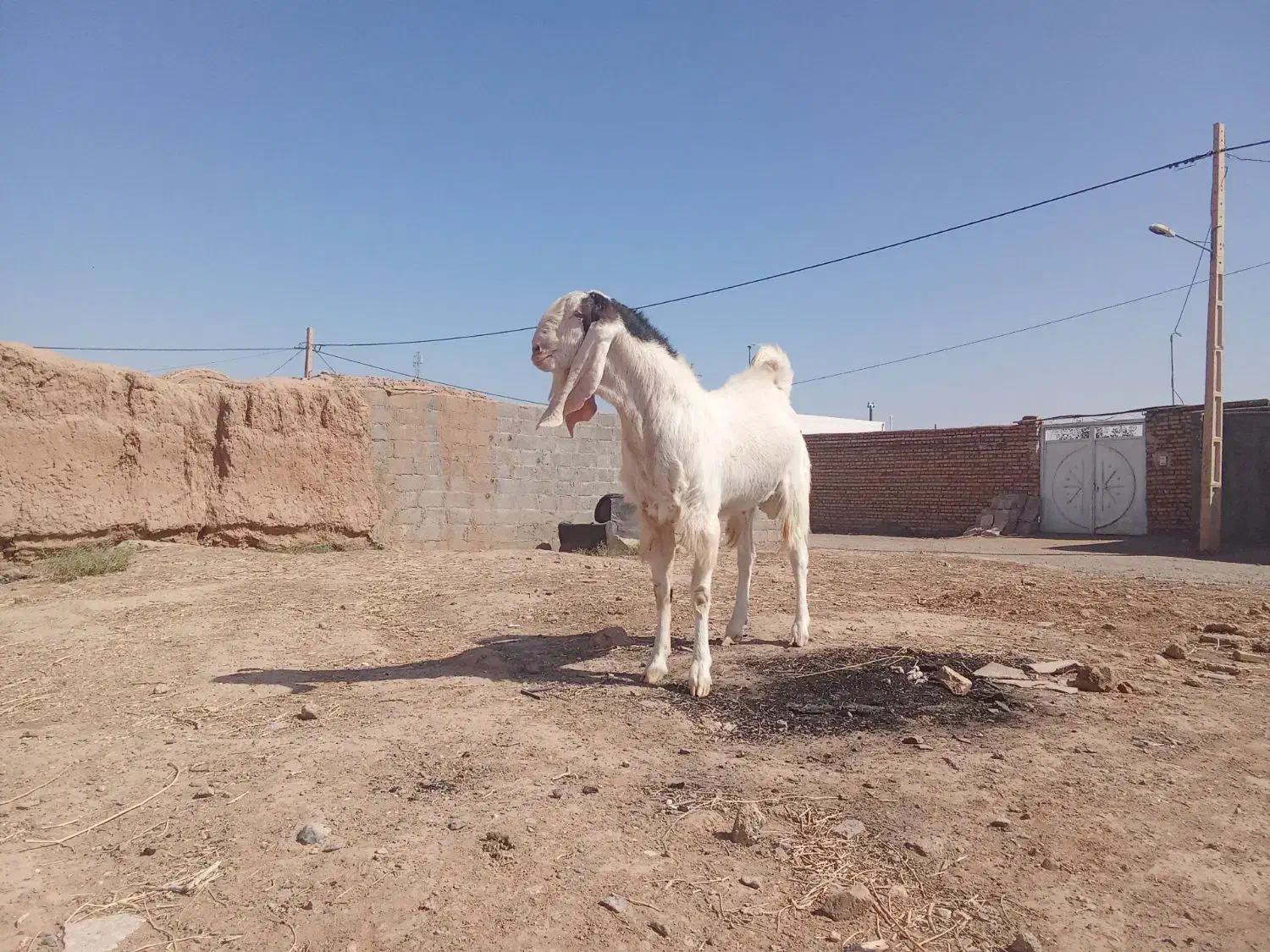 نر بز پاکستانی|حیوانات مزرعه|ششطراز, |دیوار