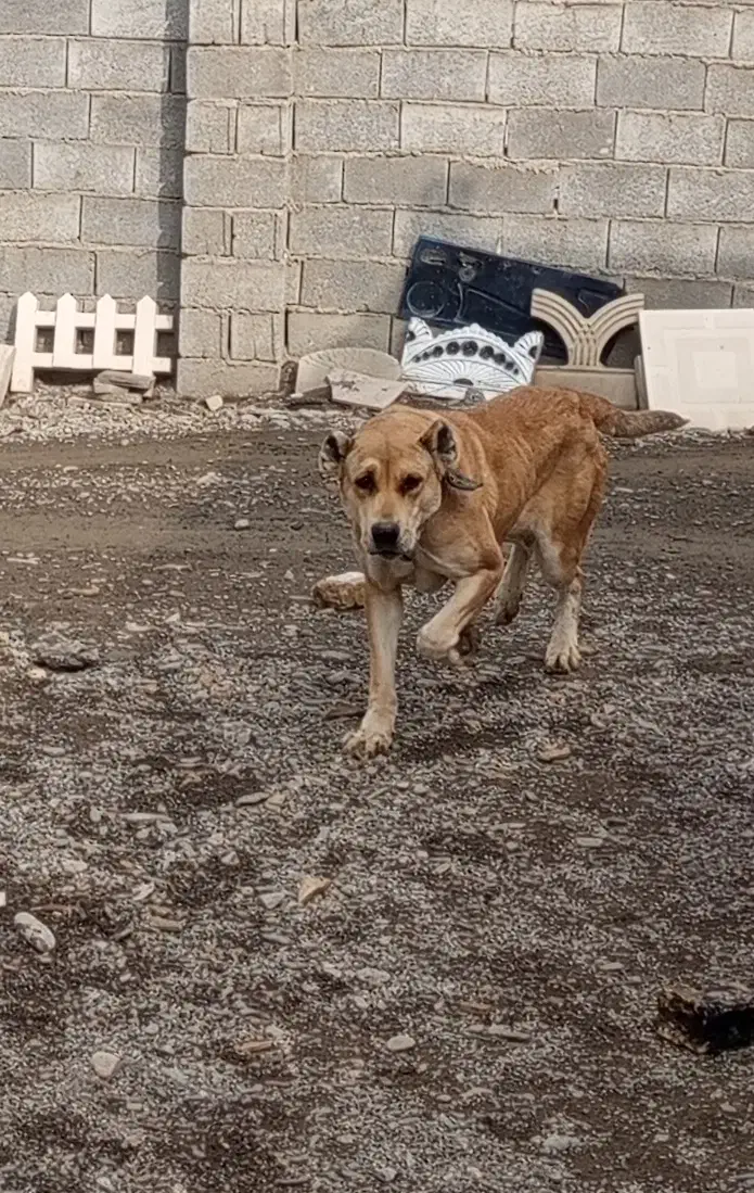 سگ خراسانی سرابی اصیل|سگ|مشهد, میان ولایت|دیوار