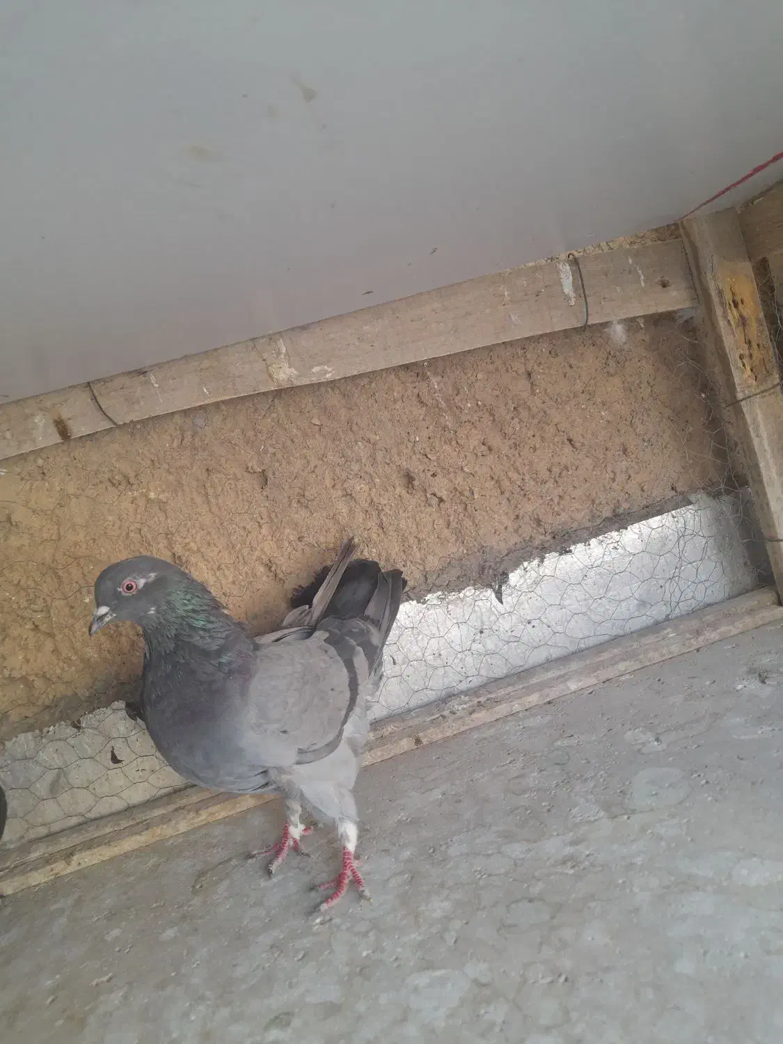 کبوتر پرشی|پرنده|شاهینشهر, شهرک ردانی پور|دیوار