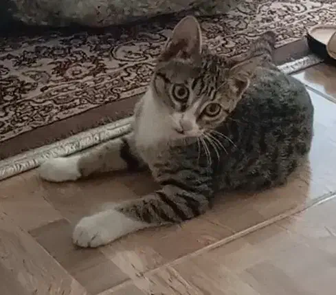 گربه.گمشده|حیوانات|رشت, ساغری سازان|دیوار