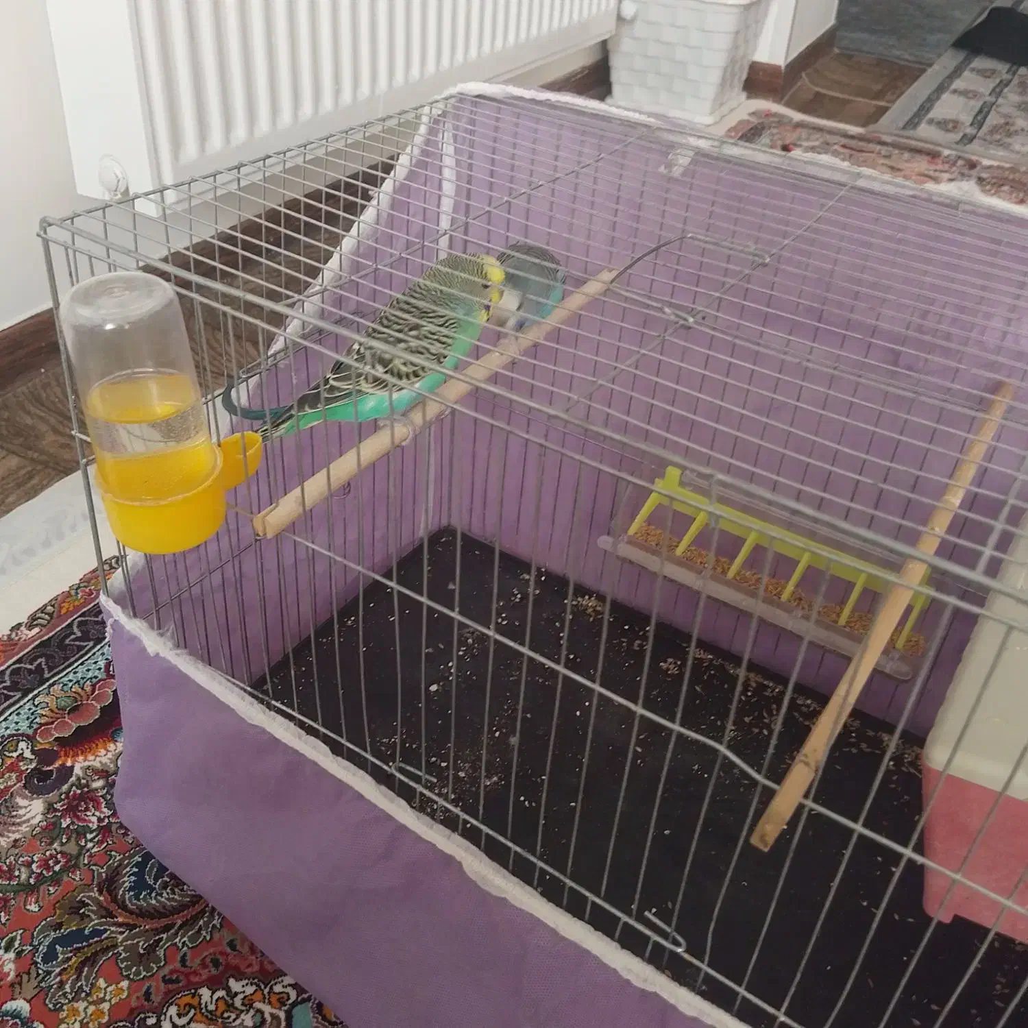 مرغ عشق|پرنده|زنجان, |دیوار