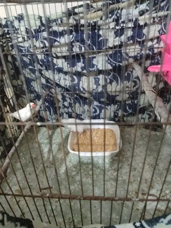 فنچ|پرنده|گرگان, |دیوار