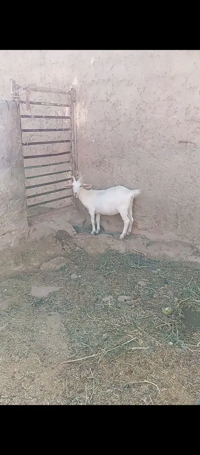 بزسانن|حیوانات مزرعه|ابرکوه, |دیوار