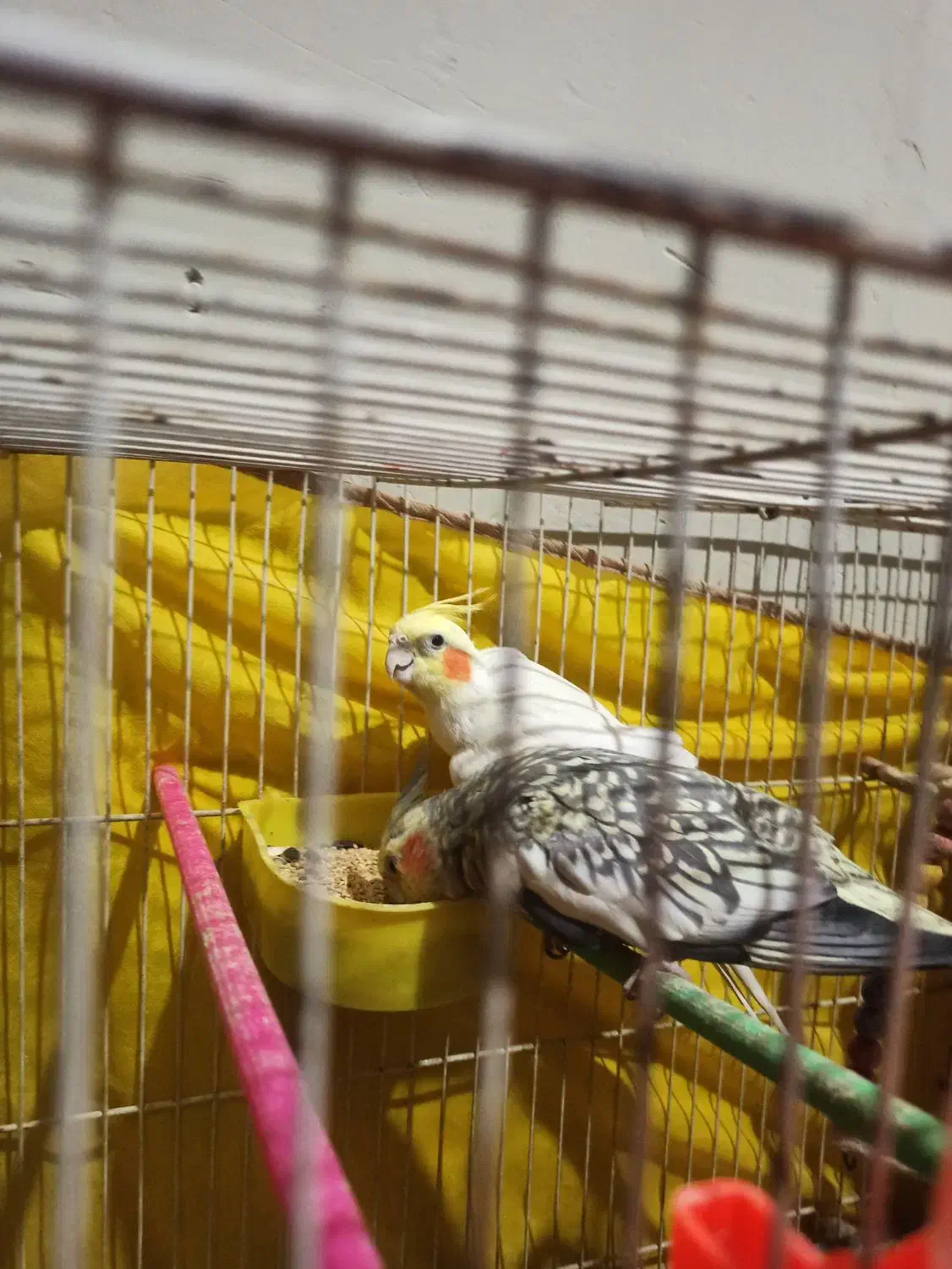 عروس هلندی|پرنده|شیروان (خراسان), |دیوار