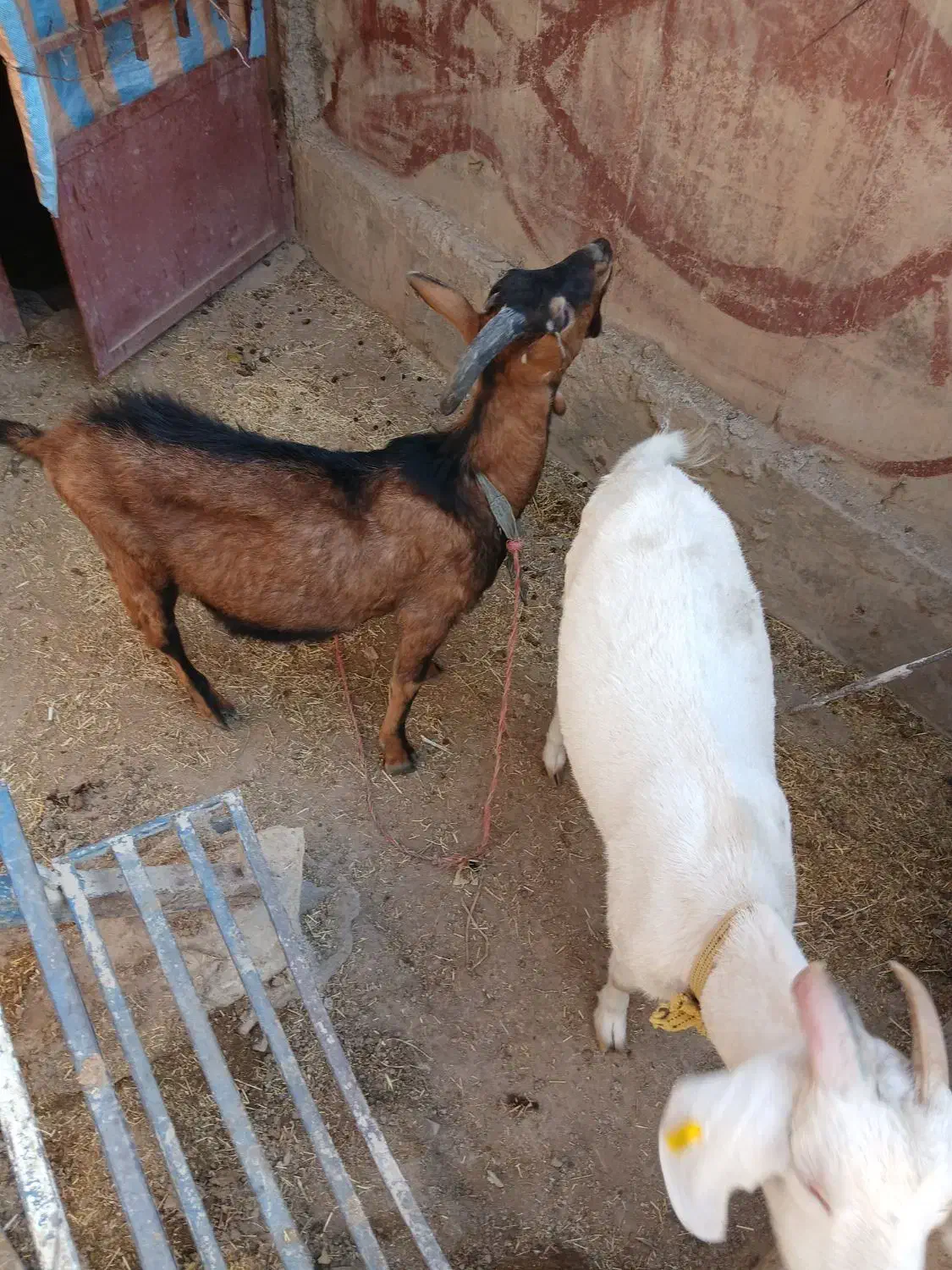 بز سانن و الپاین|حیوانات مزرعه|لواسان, |دیوار