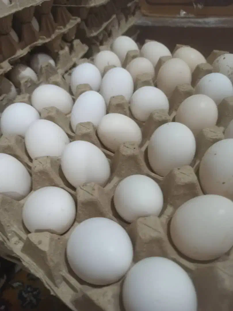 تخم مرغ نطفه دار و تخم بلدرچین نطفه دار|حیوانات مزرعه|دهدشت, |دیوار