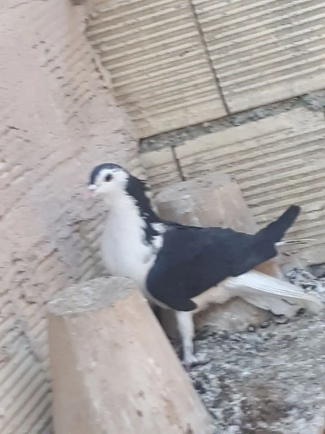 نر سیاه پشت|پرنده|اصفهان, ارغوانیه|دیوار