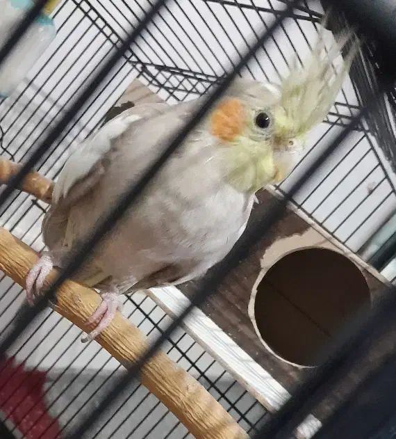 عروس هلندی|پرنده|گلپایگان, |دیوار