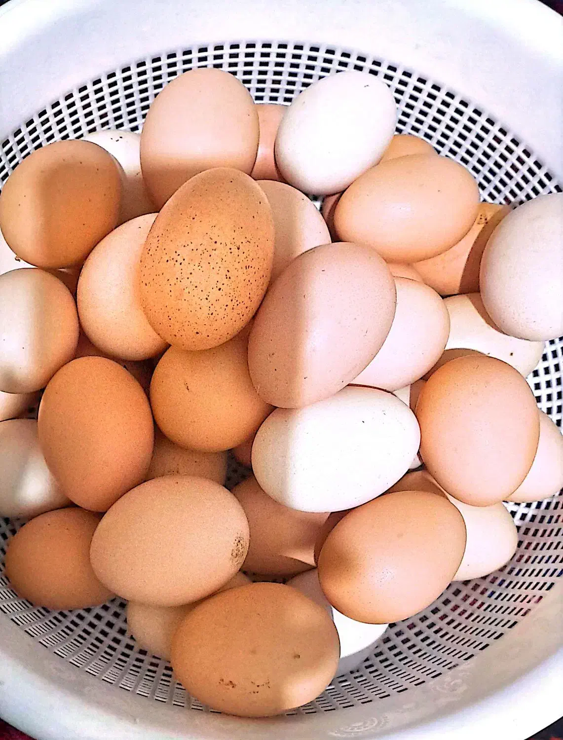 تخم مرغ محلی|خوردنی و آشامیدنی|اهواز, کمپلو جنوبی|دیوار