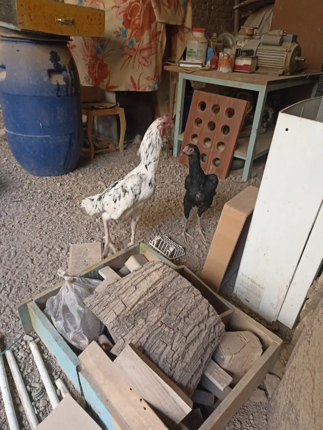 تزیینی|حیوانات مزرعه|قم, امامزاده ابراهیم|دیوار