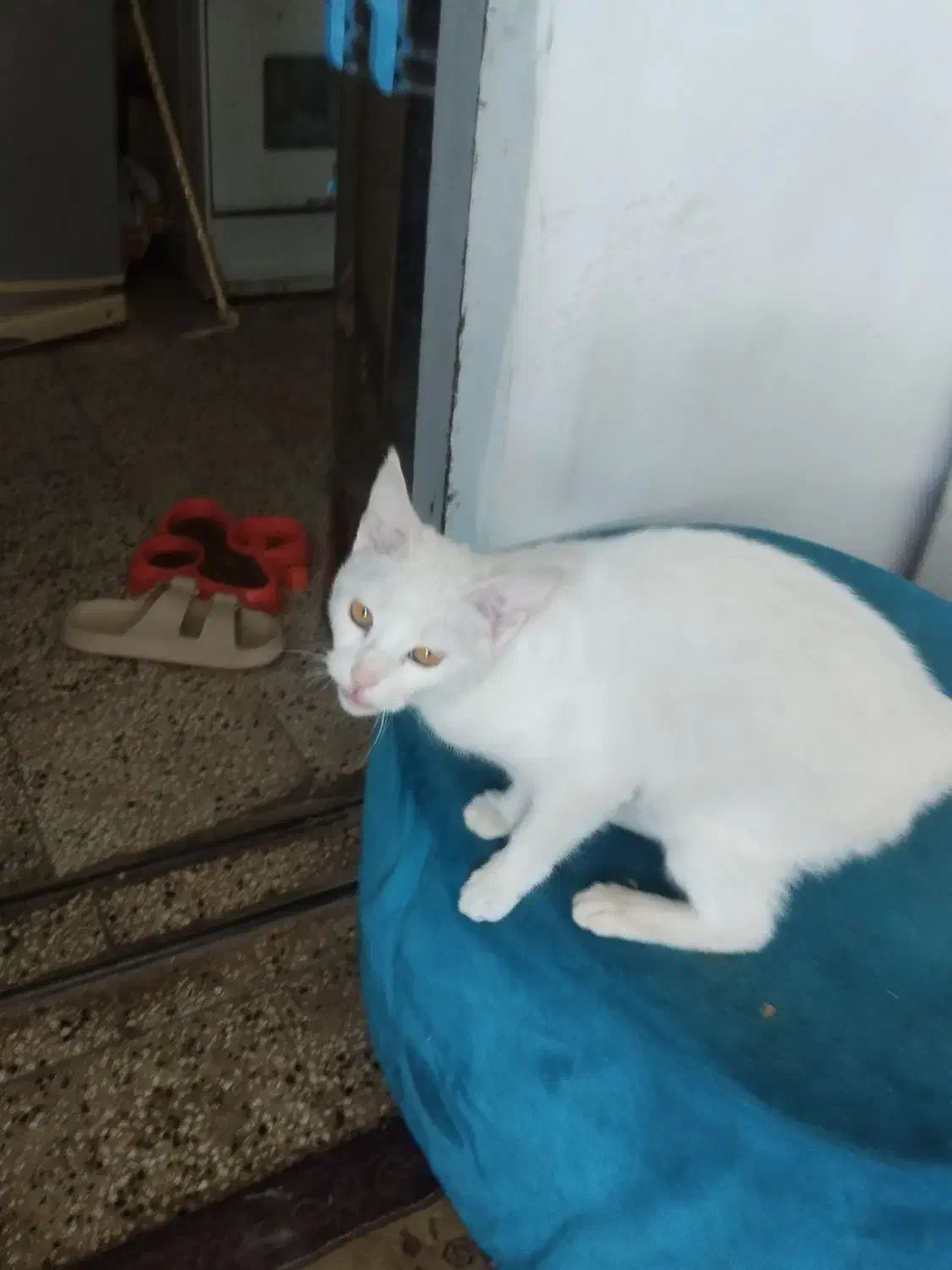 گربه سفیدقشنگ|گربه|نیشابور, کریم آباد|دیوار