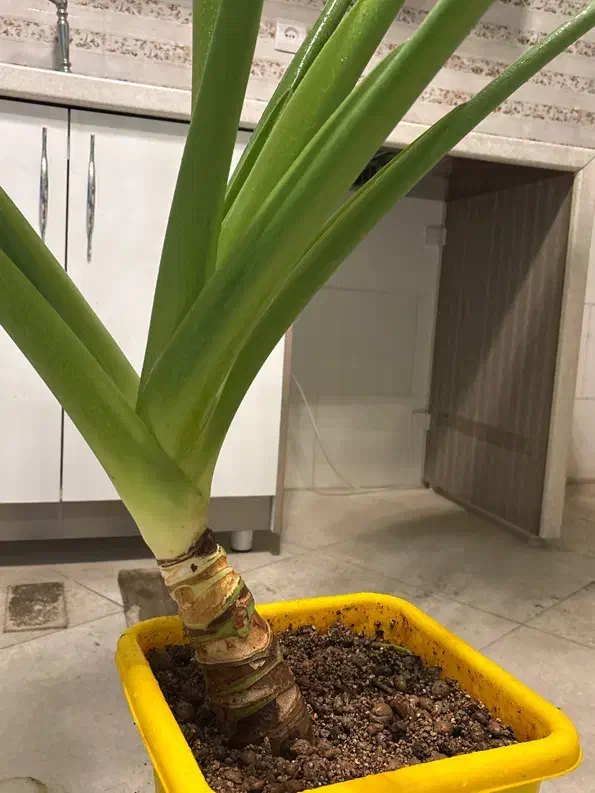 بابا آدم تنه دار|گل و گیاه طبیعی|مشکیندشت, |دیوار