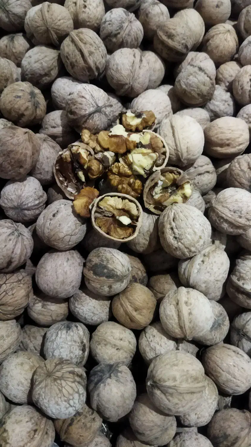 گردو سراب کرند موجوداست|خوردنی و آشامیدنی|دالاهو, |دیوار